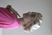 Шовкова шапочка для сну MALLOW Silk 100% шовк, колір шоколад-леопард 1039 фото 8