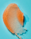 Скраб для тіла Tree Hut Peach Sorbet Sugar Scrub 7_23 фото 4