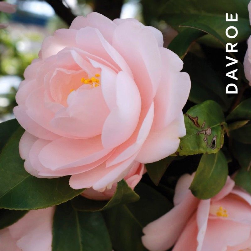 Засіб для інтенсивного зволожування волосся Davroe MCT Moisture Conditioning Treatment 495 фото